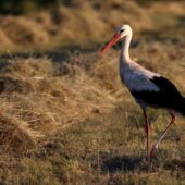 Bocian biały, White Stork, Ciconia ciconia, Gołuchowice, SLK, 02.07.2025 (Polska, Poland) (4)
