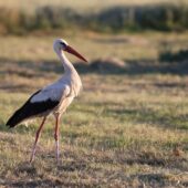 Bocian biały, White Stork, Ciconia ciconia, Gołuchowice, SLK, 02.07.2025 (Polska, Poland) (1)
