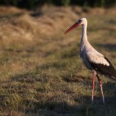 Bocian biały, White Stork, Ciconia ciconia, Gołuchowice, SLK, 02.07.2025 (Polska, Poland) (2)