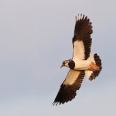 Czajka, Lapwing, Vanellus vanellus, Gołuchowice, SLK, 11.06.2025 (Polska, Poland)
