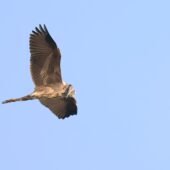 Czapla siwa, Grey Heron, Ardea cinerea, Przeczyce, SLK, 14.08.2025 (Polska, Poland) (3)
