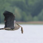 Czapla siwa, Grey Heron, Ardea cinerea, Świerklaniec, SLK, 06.05.2025 (Polska, Poland) (2)