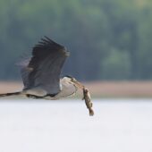 Czapla siwa, Grey Heron, Ardea cinerea, Świerklaniec, SLK, 06.05.2025 (Polska, Poland) (3)