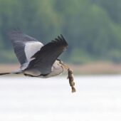 Czapla siwa, Grey Heron, Ardea cinerea, Świerklaniec, SLK, 06.05.2025 (Polska, Poland) (4)