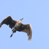 Czapla siwa, Grey Heron, Ardea cinerea, Przeczyce, SLK, 14.08.2025 (Polska, Poland) (2)