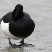 Czernica, Tufted Duck, Aythya fuligula, Dąbrowa Górnicza, SLK, 24.02.2025 (Polska, Poland)