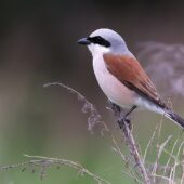 Gąsiorek, Red-backed Shrike, Lanius collurio, Dąbrowa Górnicza, SLK, 06.06.2025