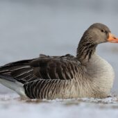 Gęgawa, Greylag Goose, Anser anser, Przeczyce, SLK, 10.02.2025 (Polska, Poland) (1)