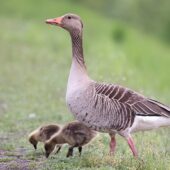 Gęgawa, Greylag Goose, Anser anser, Świerklaniec, SLK, 06.05.2025 (Polska, Poland) (7)