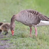 Gęgawa, Greylag Goose, Anser anser, Świerklaniec, SLK, 06.05.2025 (Polska, Poland) (9)