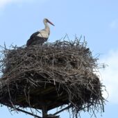 Bocian biały, White Stork, Ciconia ciconia, Bieruń, SLK, 27.05.2025 (Polska, Poland)