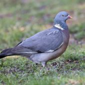 Grzywacz, Woodpigeon, Columba palumbus, Katowice, SLK, 29.04.2025 (Polska, Poland)