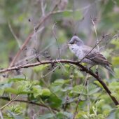 Jarzębatka, Barred Warbler, Sylvia nisoria, Dąbrowa Górnicza, SLK, 08.05.2025 (Polska, Poland) (1)