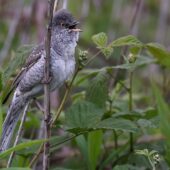 Jarzębatka, Barred Warbler, Sylvia nisoria, Dąbrowa Górnicza, SLK, 19.05.2025 (Polska, Poland) (3)