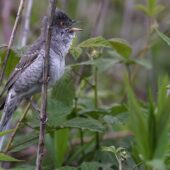 Jarzębatka, Barred Warbler, Sylvia nisoria, Dąbrowa Górnicza, SLK, 19.05.2025 (Polska, Poland) (4)