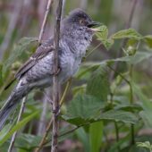 Jarzębatka, Barred Warbler, Sylvia nisoria, Dąbrowa Górnicza, SLK, 19.05.2025 (Polska, Poland) (5)