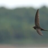 Jerzyk, Swift, Apus apus, Świerklaniec, SLK, 06.05.2025 (Polska, Poland)