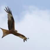 Kania ruda, Red Kite, Milvus milvus, Woźniki, SLK, 06.07.2025 (Polska, Poland) (3)