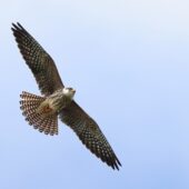 Kobczyk, Red-footed Falcon, Falco vespertinus, Żelisławice, SLK, 11.09.2025 (Polska, Poland) (5)
