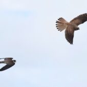 Kobczyk, Red-footed Falcon, Falco vespertinus, Woźniki, SLK, 11.09.2025 (Polska, Poland) (1)