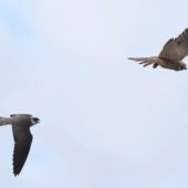 Kobczyk, Red-footed Falcon, Falco vespertinus, Woźniki, SLK, 11.09.2025 (Polska, Poland) (3)
