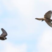 Kobczyk, Red-footed Falcon, Falco vespertinus, Woźniki, SLK, 11.09.2025 (Polska, Poland) (4)
