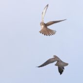 Kobczyk, Red-footed Falcon, Falco vespertinus, Woźniki, SLK, 11.09.2025 (Polska, Poland) (6)