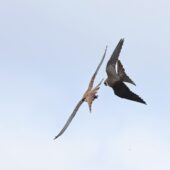 Kobczyk, Red-footed Falcon, Falco vespertinus, Woźniki, SLK, 11.09.2025 (Polska, Poland) (7)