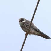 Kobczyk, Red-footed Falcon, Falco vespertinus, Gołuchowice, SLK, 11.09.2025 (Polska, Poland)