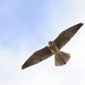 Kobczyk, Red-footed Falcon, Falco vespertinus, Woźniki, SLK, 19.09.2025 (Polska, Poland)