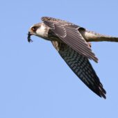 Kobczyk, Red-footed Falcon, Falco vespertinus, Żelisławice, SLK, 20.09.2025 (Polska, Poland) (2)