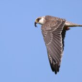Kobczyk, Red-footed Falcon, Falco vespertinus, Żelisławice, SLK, 20.09.2025 (Polska, Poland) (4)