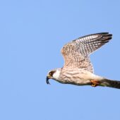 Kobczyk, Red-footed Falcon, Falco vespertinus, Żelisławice, SLK, 20.09.2025 (Polska, Poland) (5)