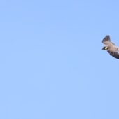 Kobczyk, Red-footed Falcon, Falco vespertinus, Żelisławice, SLK, 20.09.2025 (Polska, Poland) (1)