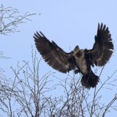 Kormoran, Great Cormorant, Phalacrocorax carbo, Przeczyce, SLK, 09.01.2025 (Polska, Poland) (6)