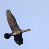 Kormoran, Great Cormorant, Phalacrocorax carbo, Przeczyce, SLK, 09.01.2025 (Polska, Poland) (2)