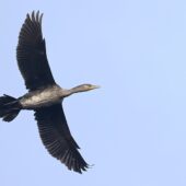 Kormoran, Great Cormorant, Phalacrocorax carbo, Przeczyce, SLK, 09.01.2025 (Polska, Poland) (4)