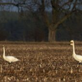 Łabędź krzykliwy, Whooper Swan, Cygnus cygnus, Świbie, SLK, 05.02.2025 (Polska, Poland) (1)