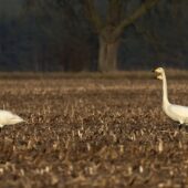 Łabędź krzykliwy, Whooper Swan, Cygnus cygnus, Świbie, SLK, 05.02.2025 (Polska, Poland) (2)