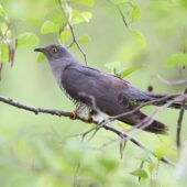 Kukułka, Common Cuckoo, Cuculus canorus, Dąbrowa Górnicza, SLK, 23.05.2025 (Polska, Poland) (1)