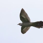 Kukułka, Common Cuckoo, Cuculus canorus, Dąbrowa Górnicza, SLK, 23.05.2025 (Polska, Poland) (2)