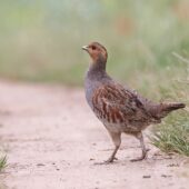 Kuropatwa, Grey Partridge, Perdix perdix, Przeczyce, SLK, 19.06.2025 (Polska, Poland) (1)
