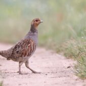 Kuropatwa, Grey Partridge, Perdix perdix, Przeczyce, SLK, 19.06.2025 (Polska, Poland) (3)