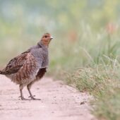 Kuropatwa, Grey Partridge, Perdix perdix, Przeczyce, SLK, 19.06.2025 (Polska, Poland) (5)