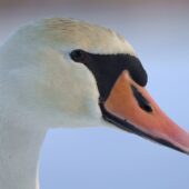 Łabędź niemy, Mute Swan, Cygnus olor, Przeczyce, SLK, 21.01.2025 (Polska, Poland) (1)