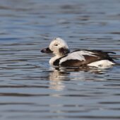 Lodówka, Long-tailed Duck, Clangula hyemalis, Przeczyce, SLK, 04.02.2025 (Polska, Poland) (2)
