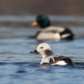 Lodówka, Long-tailed Duck, Clangula hyemalis, Przeczyce, SLK, 04.02.2025 (Polska, Poland) (1)