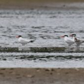 Rybitwa wielkodzioba, Caspian Tern, Hydroprogne caspia, Przeczyce, SLK, 06.09.2025 (Polska, Poland) (2)