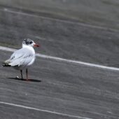 ewa czarnogłowa, Mediterranean Gull, Ichthyaetus melanocephalus, Przeczyce, SLK, 29.07.2025 (Polska, Poland) (1)
