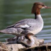 Nurogęś, Goosander, Mergus merganser, Pogoria 3, Dąbrowa Górnicza, SLK, 29.04.2025 (Polska, Poland) (7)